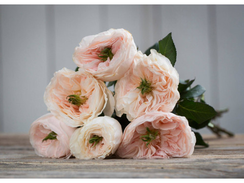 David Austin Wedding Rose Charity